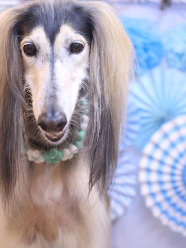 20231126シリウスくん